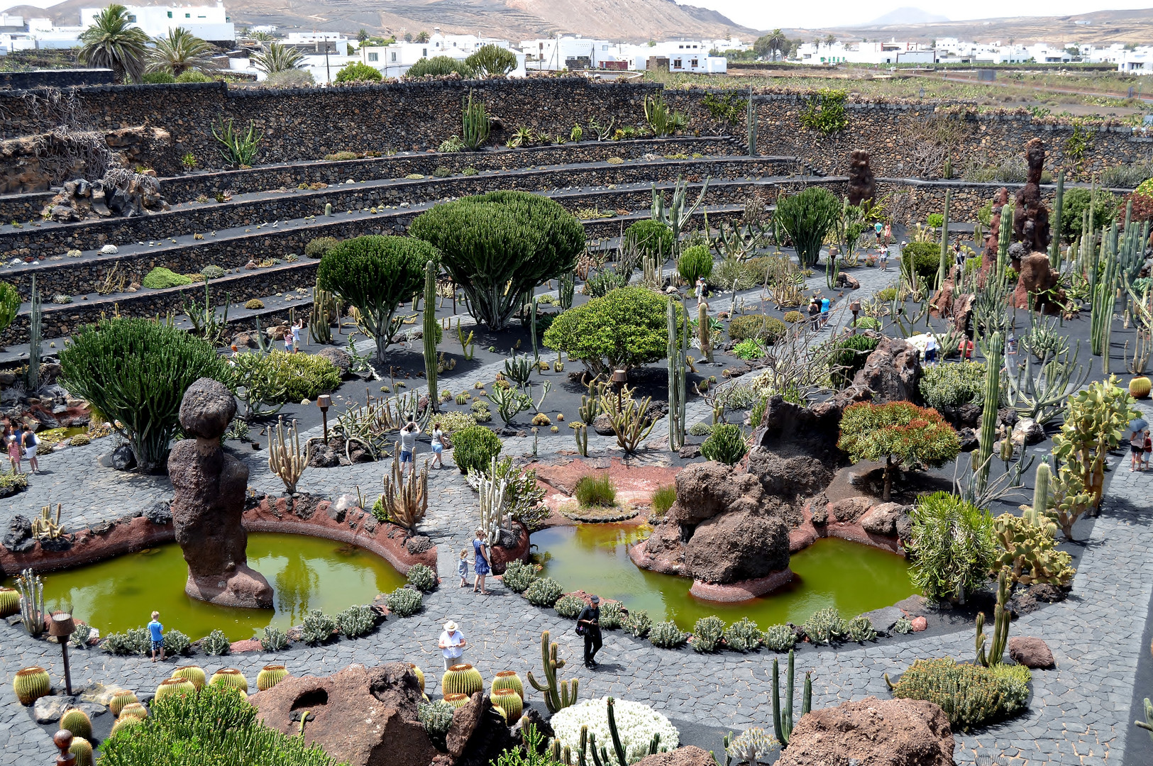 Arboles del desierto, Jardin de Cactus