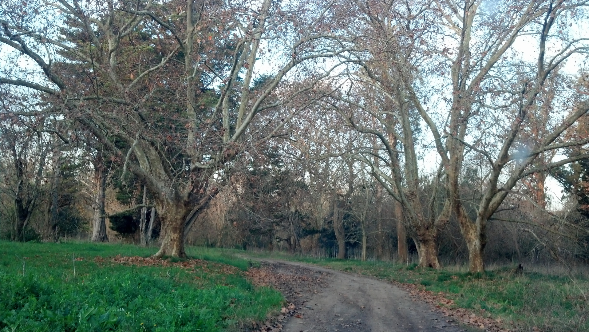 ARBOLES DESNUDOS