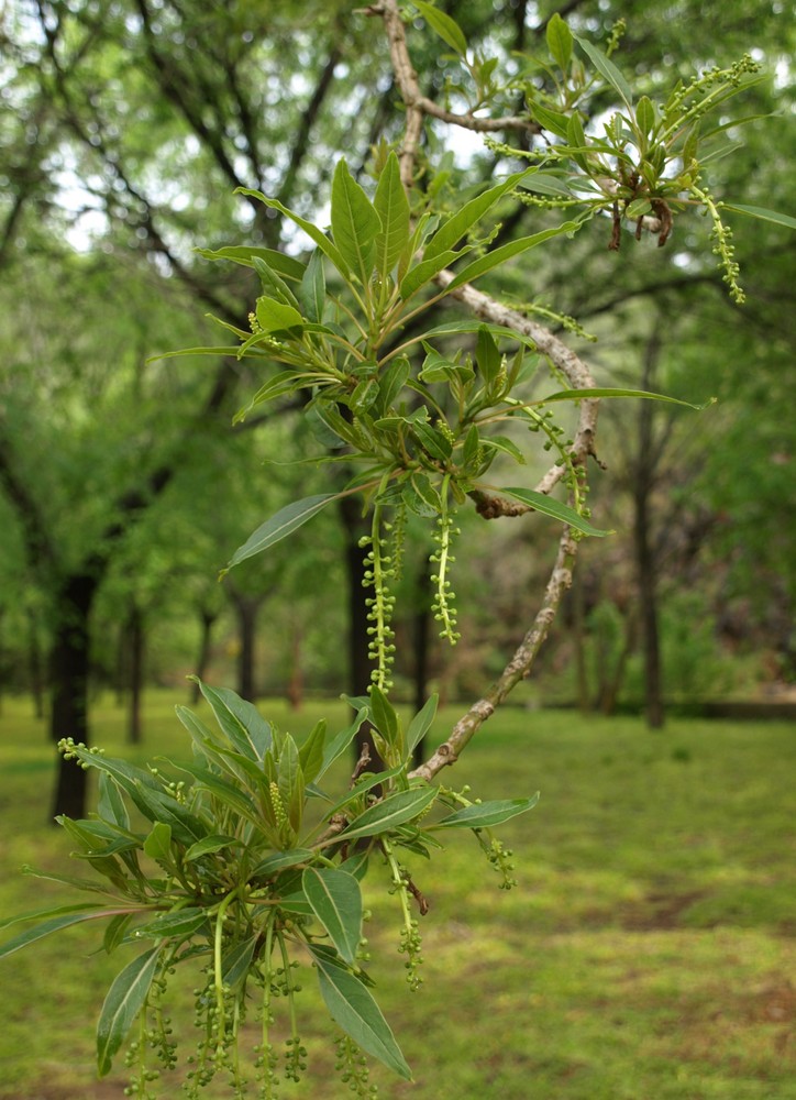 Arboles en el campamento 3...