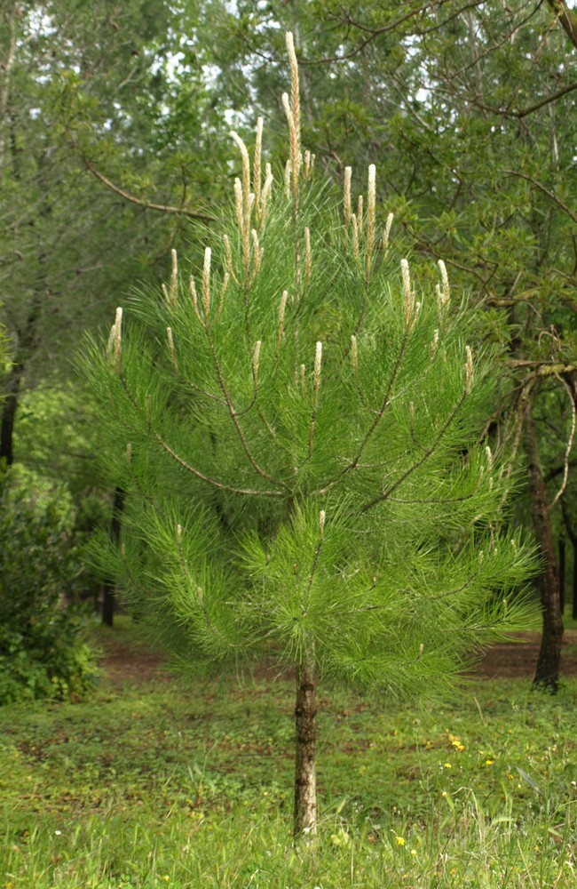 Arboles en el campamento 4...