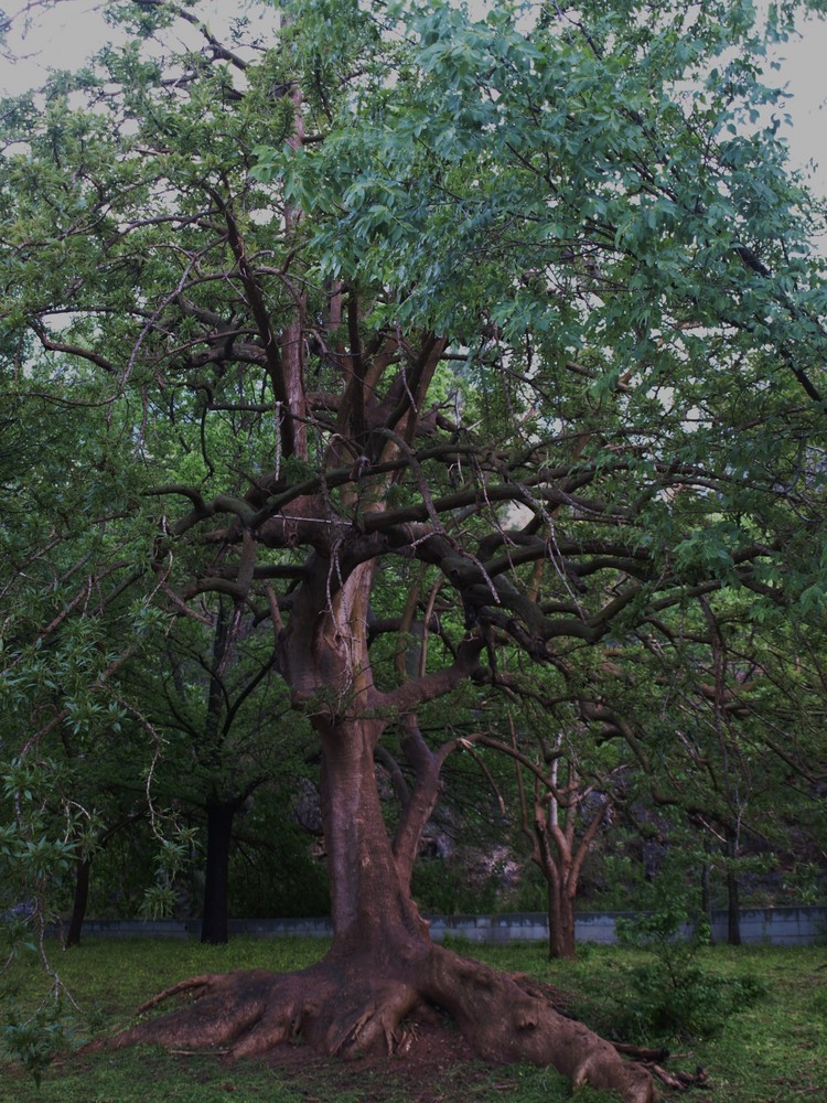 Arboles en el campamento...