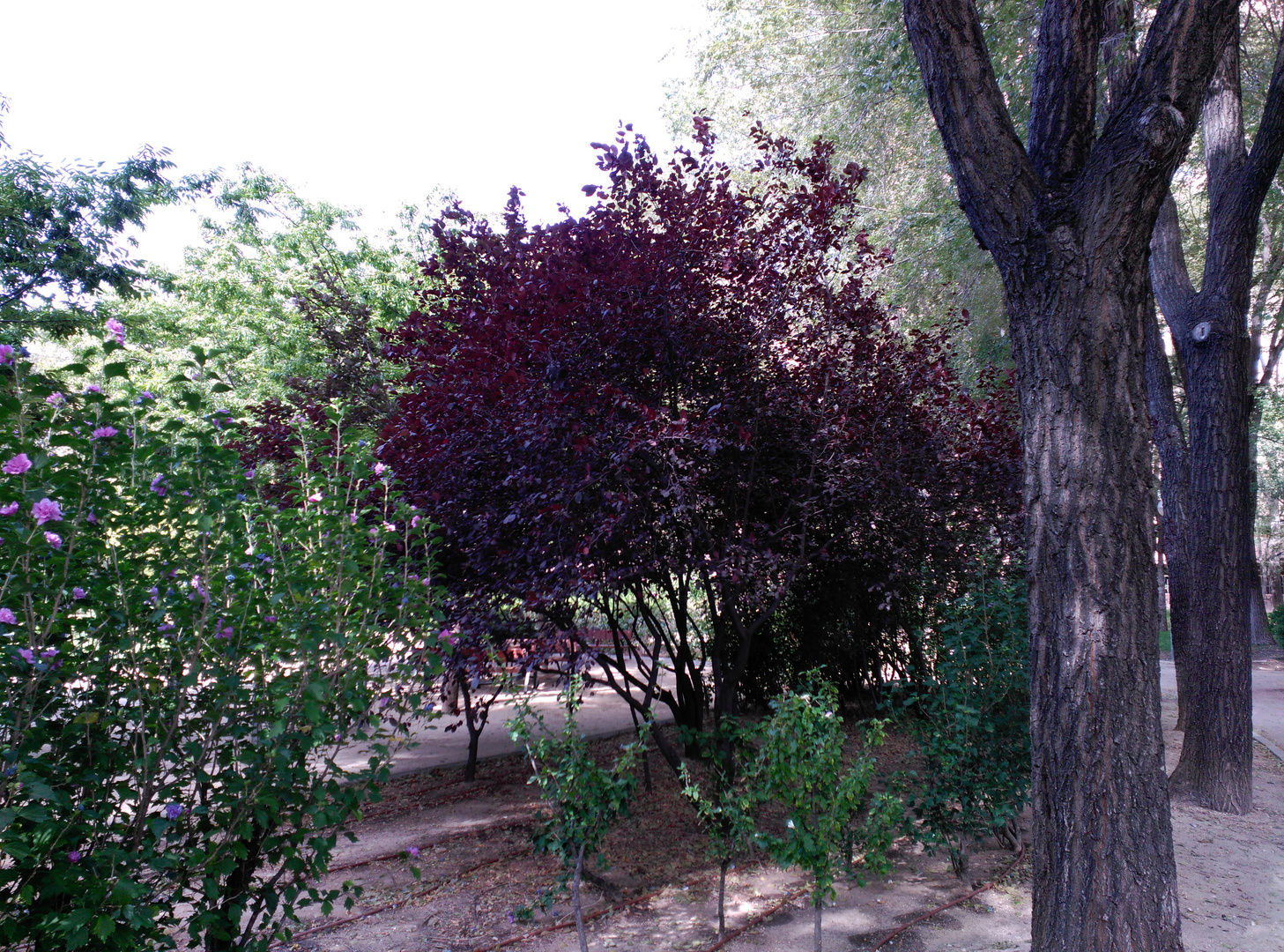 Arboles en el parque de Roma