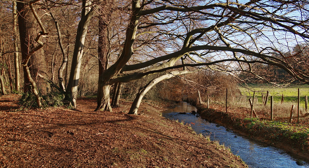 arboles en invierno