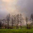 arboles linderos II