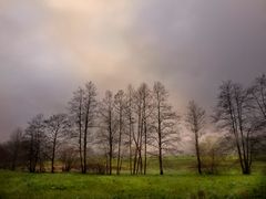 arboles linderos II