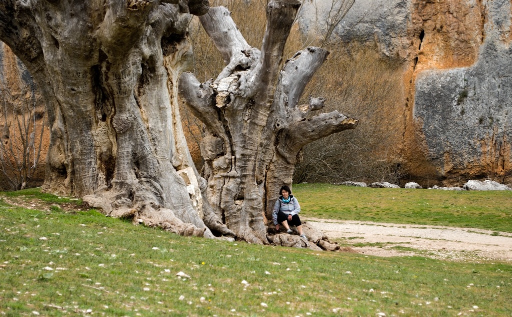 Arboles muertas, Cañon de rio Lobos, Burgos