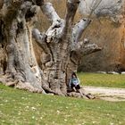 Arboles muertas, Cañon de rio Lobos, Burgos