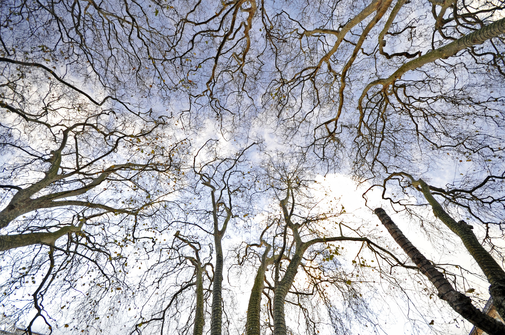 ARBOLES QUE SE COMUNICAN COMO NEURONAS