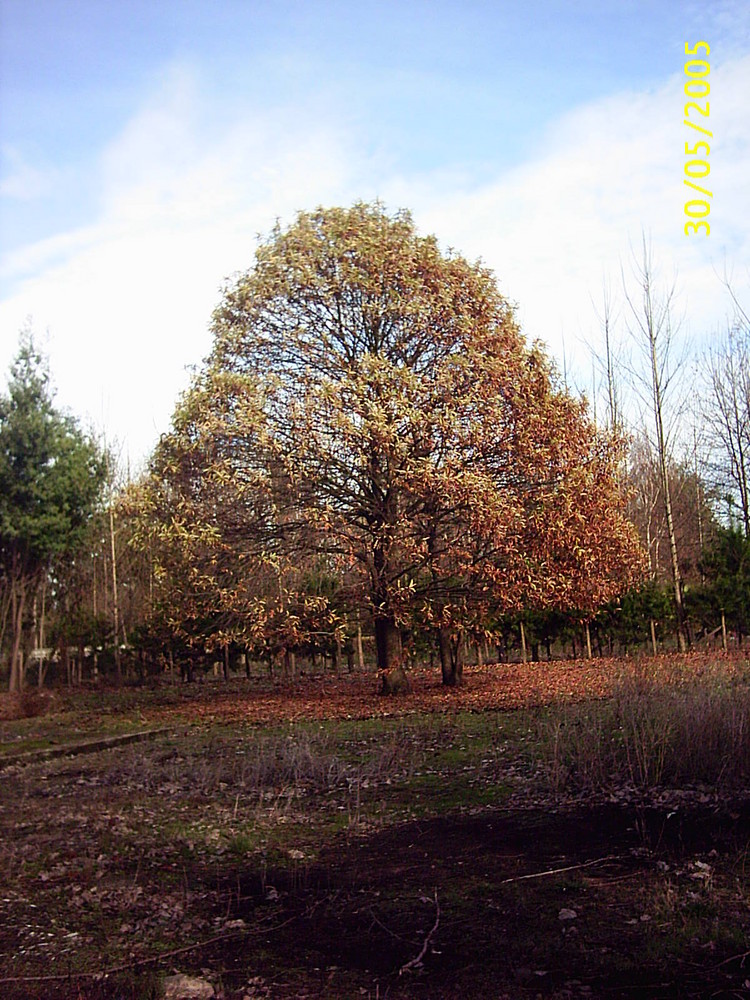 Arboles silvestres