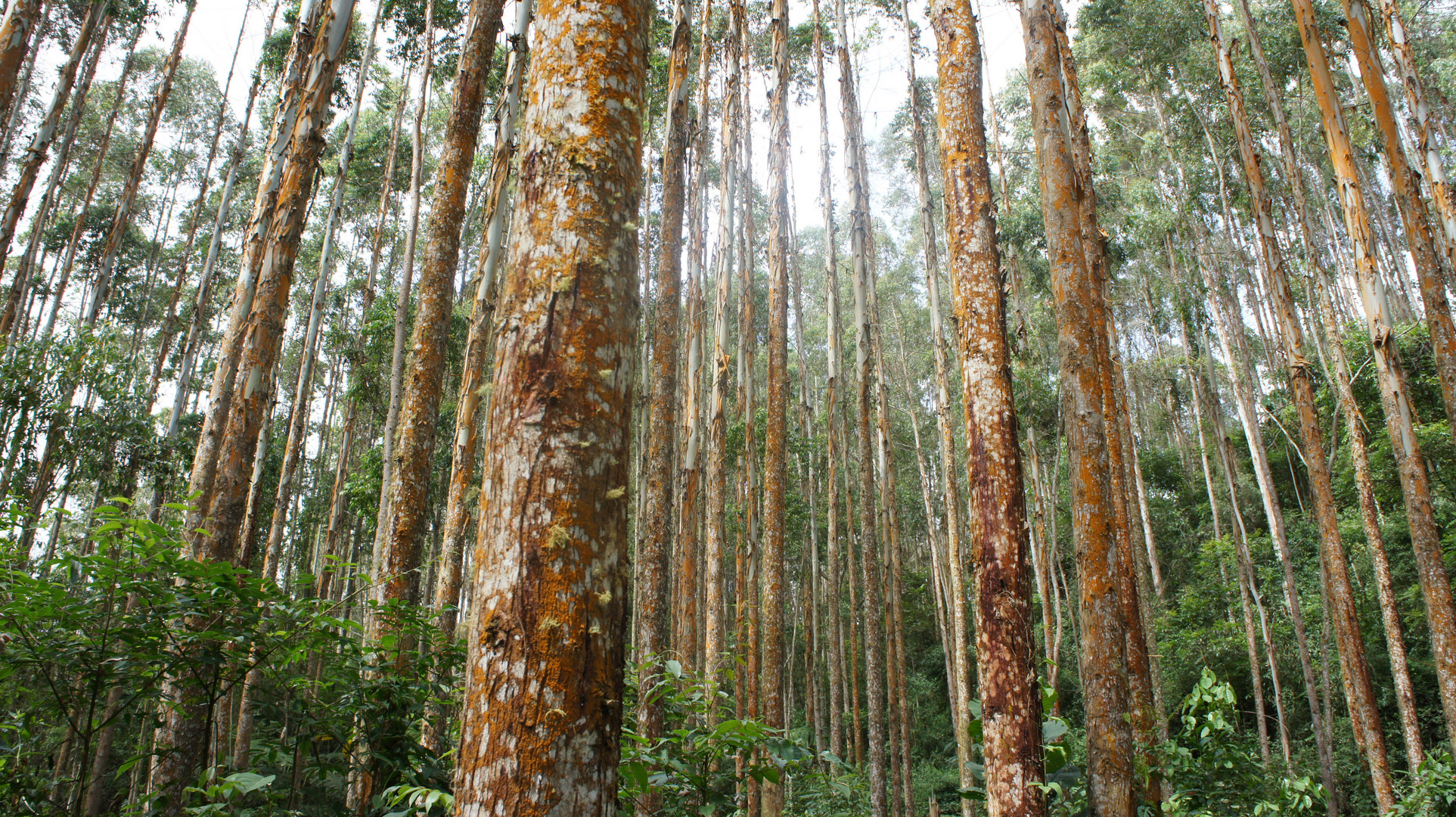 ARBOLES VIA TERMANALES DE SANTA ROSA