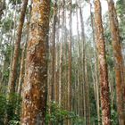 ARBOLES VIA TERMANALES DE SANTA ROSA