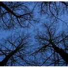 Arboles y cielo en el krepusculo