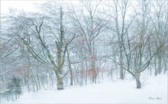 Arboles y nieve 