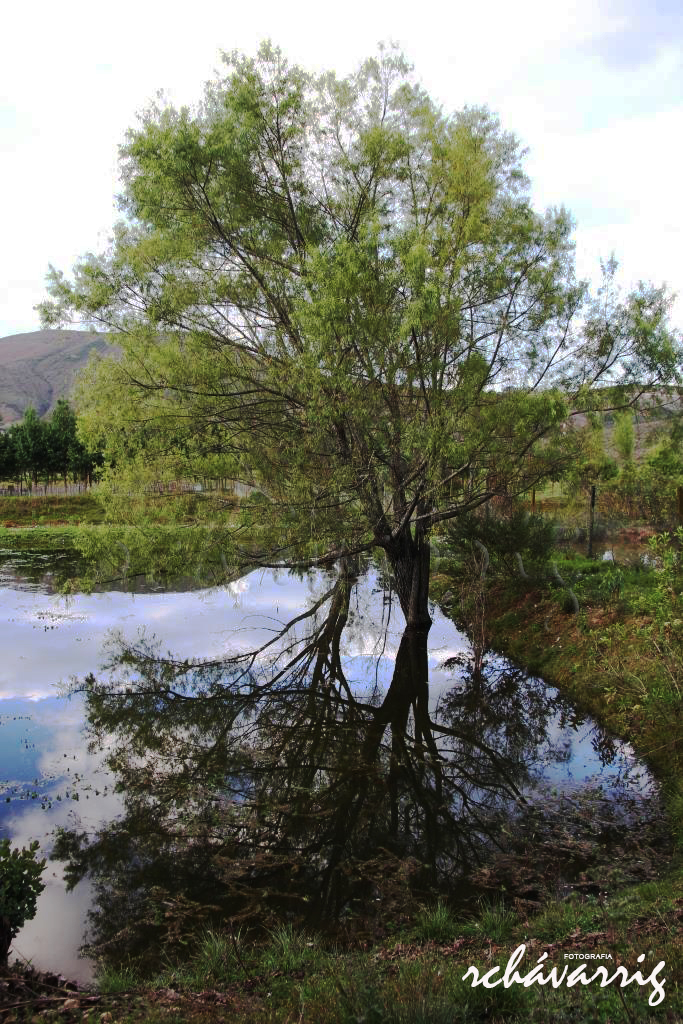 Arboles y reflejo