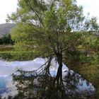 Arboles y reflejo