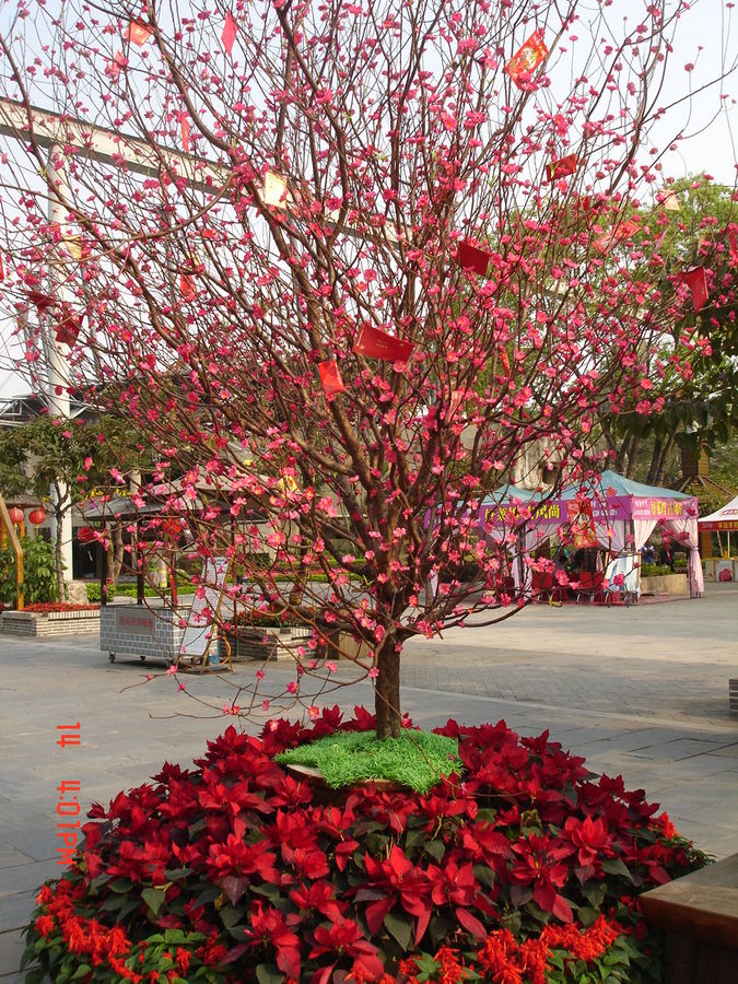 Arbolito dentro del parque Espléndida China en Shenzen