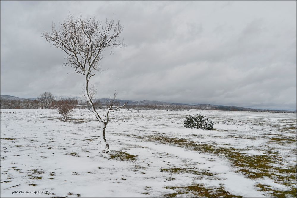 Arbolito nevado