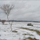 Arbolito nevado