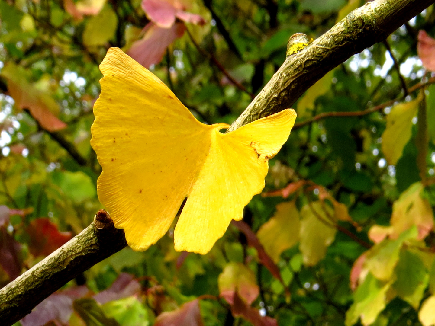 arbores autumnales papilionem...