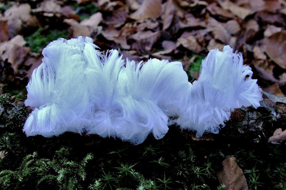 Arborescence de givre