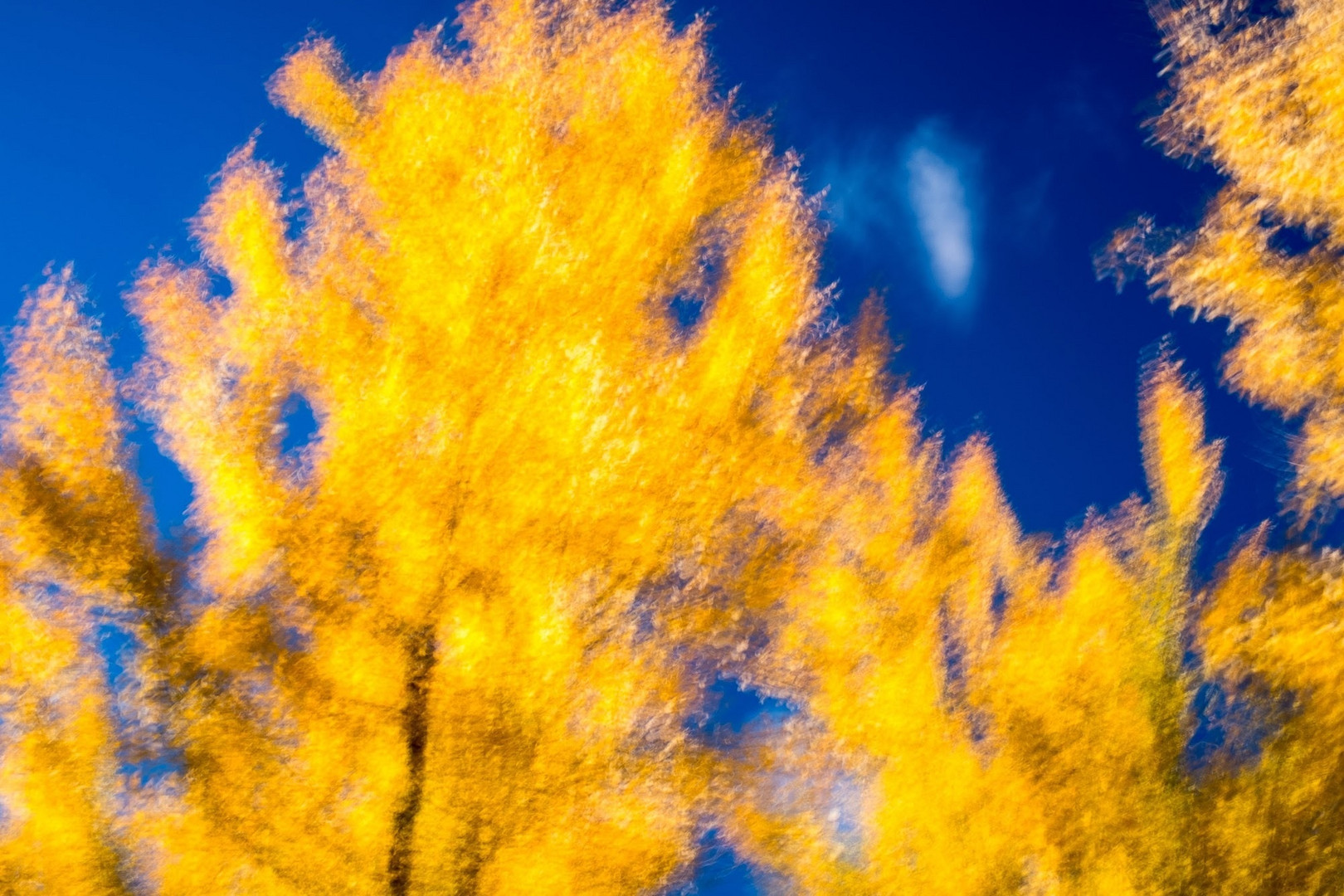 Arboretum, automne, Chevreloup, flou