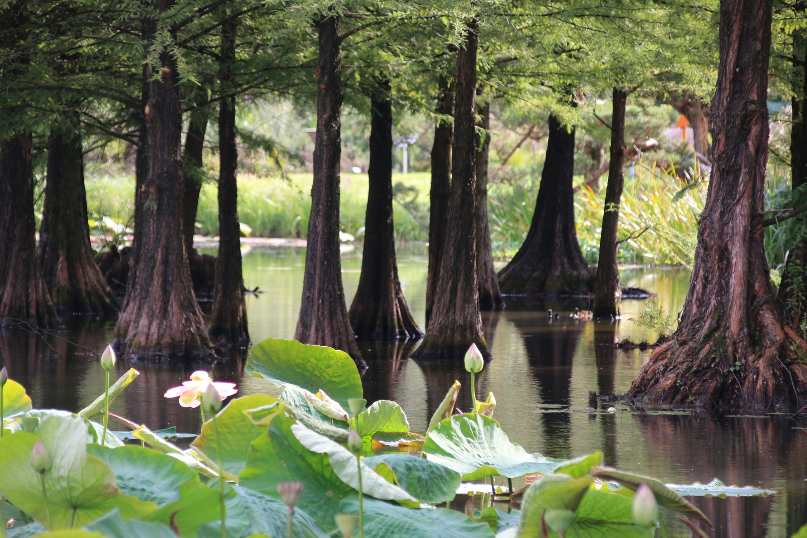 Arboretum Ellerhoop