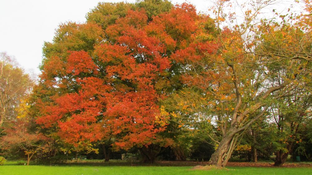 Arboretum Ellerhoop im Oktober 2017