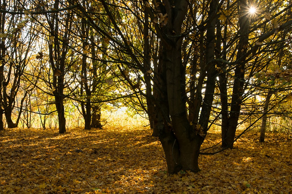 Arboretum Eschborn 2