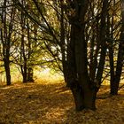 Arboretum Eschborn 2