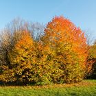 Arboretum Eschborn 3