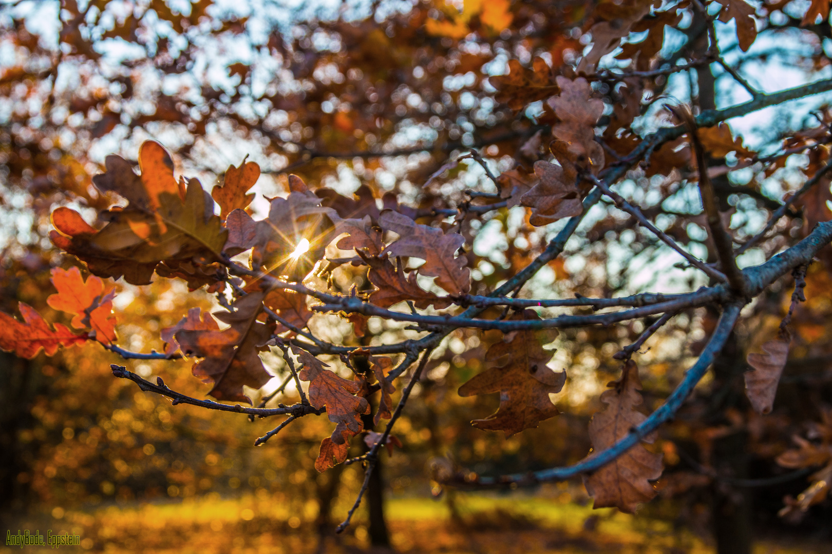 Arboretum III