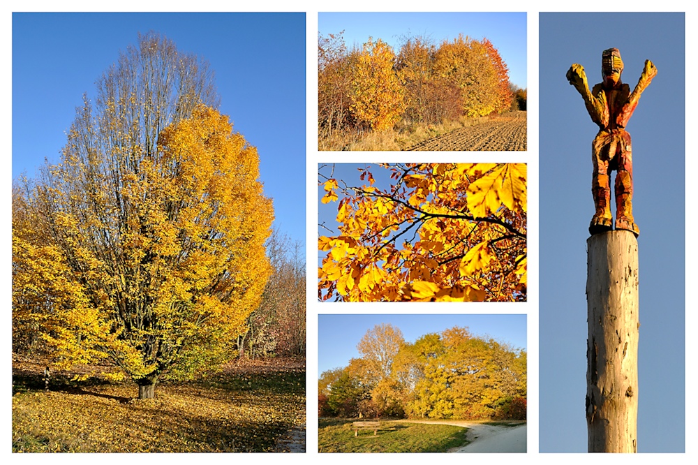 Arboretum im Herbst