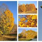 Arboretum im Herbst