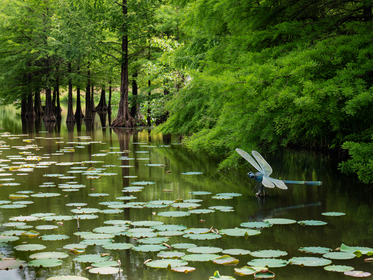 Arboretum in Ellerhoop -  Libelle