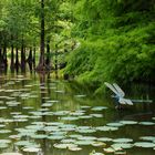 Arboretum in Ellerhoop -  Libelle