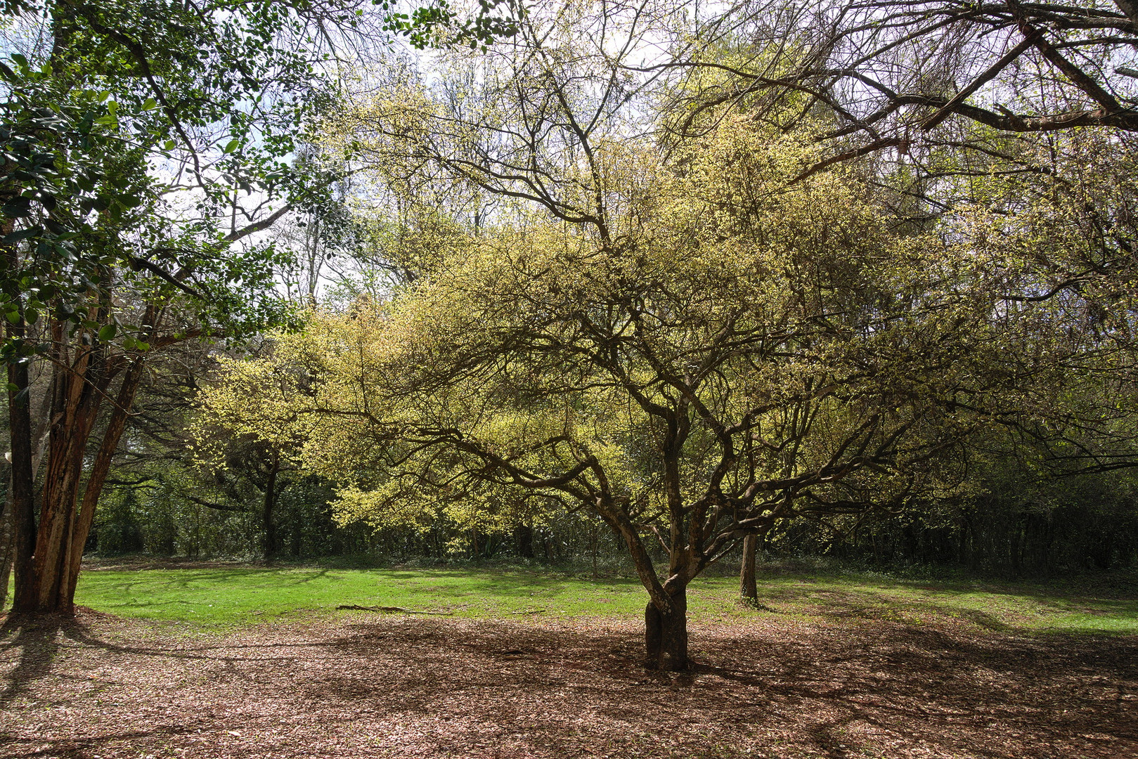 arboretum nbo