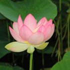 Arbotetum Ellerhoop - Lotus