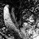 arbre