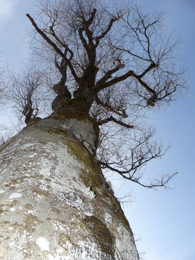 Arbre