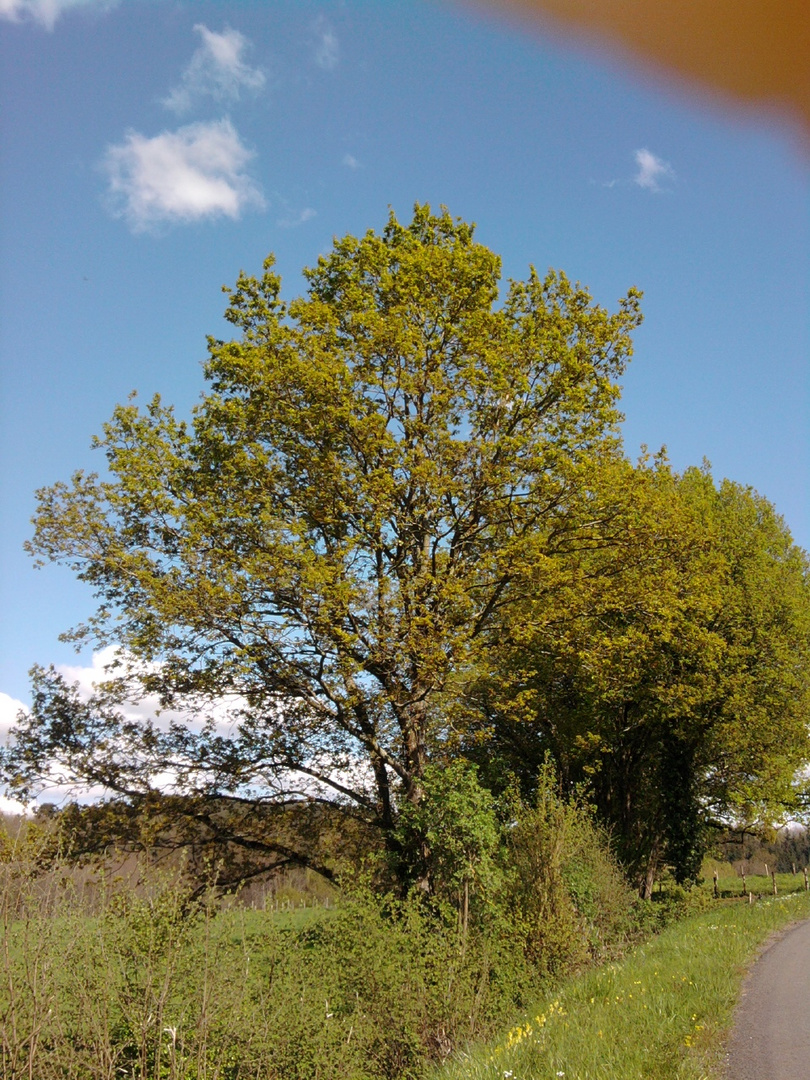 [ Arbre ]