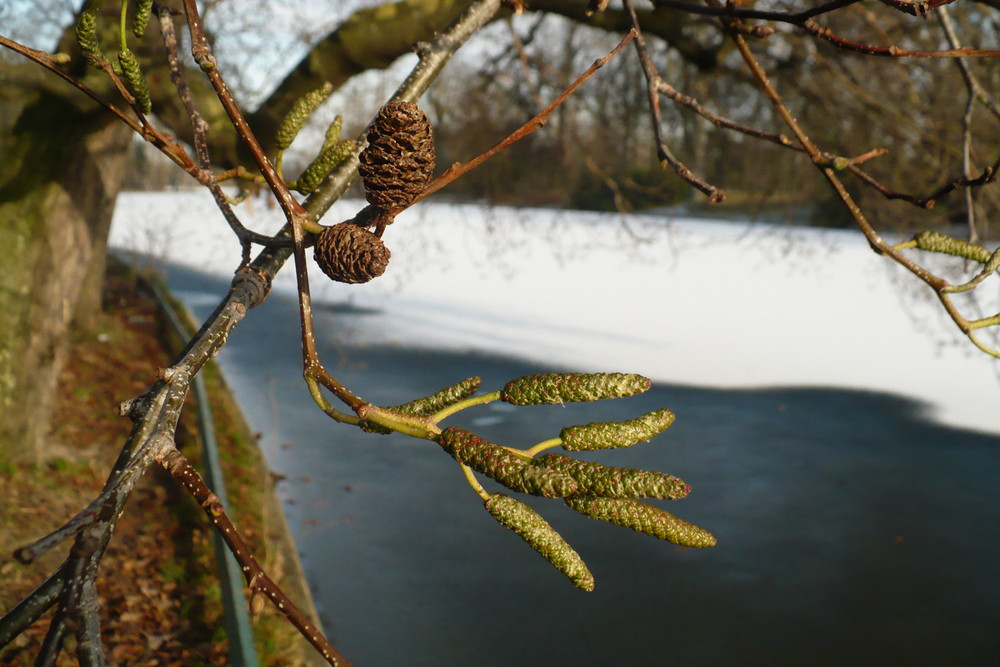 arbre