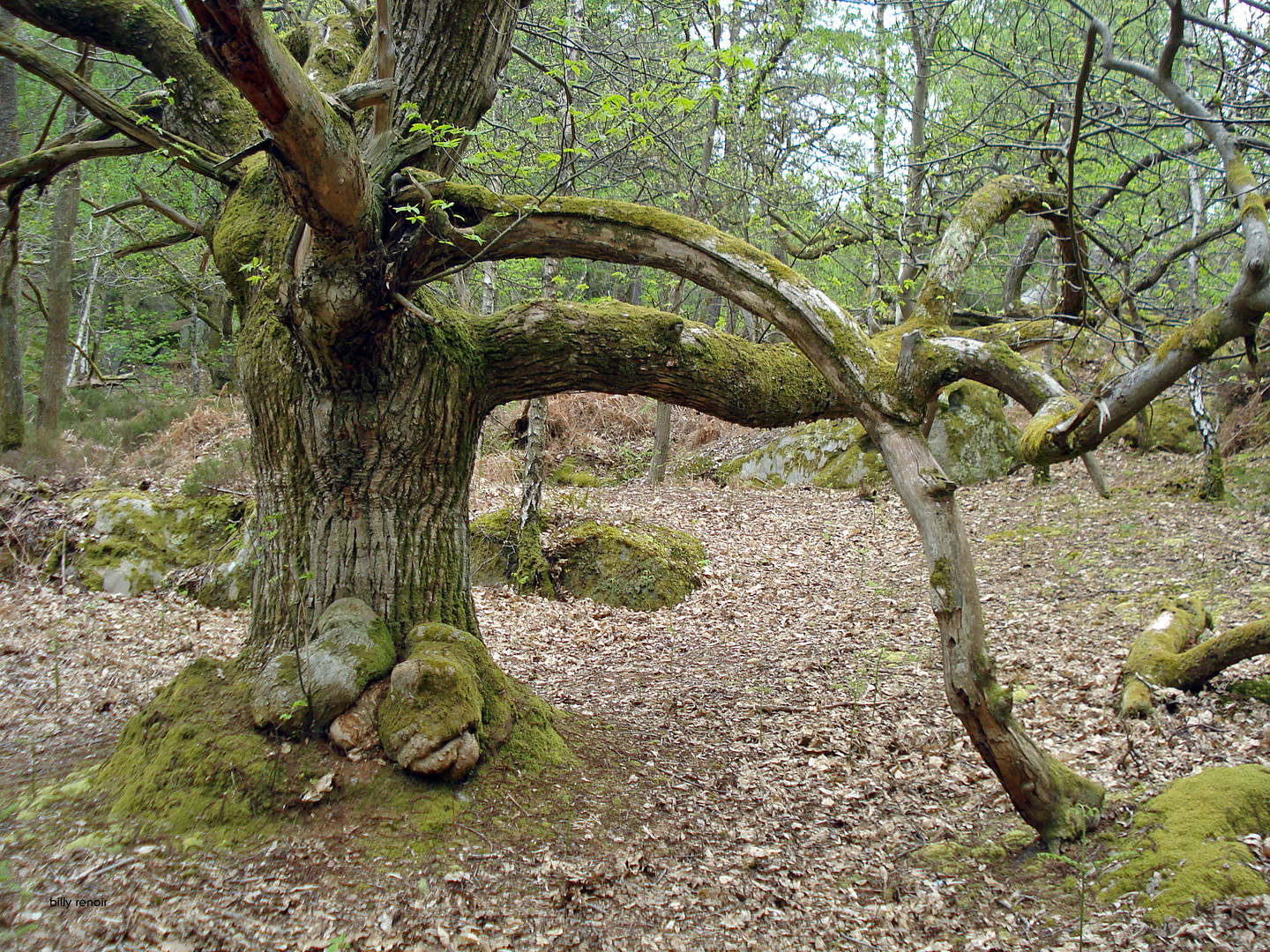 arbre à branche rampante ©