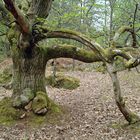 arbre à branche rampante ©