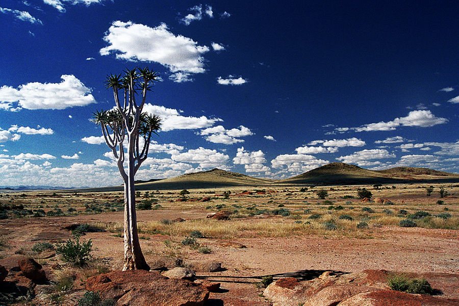 Arbre à carquois