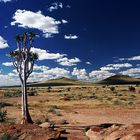 Arbre à carquois