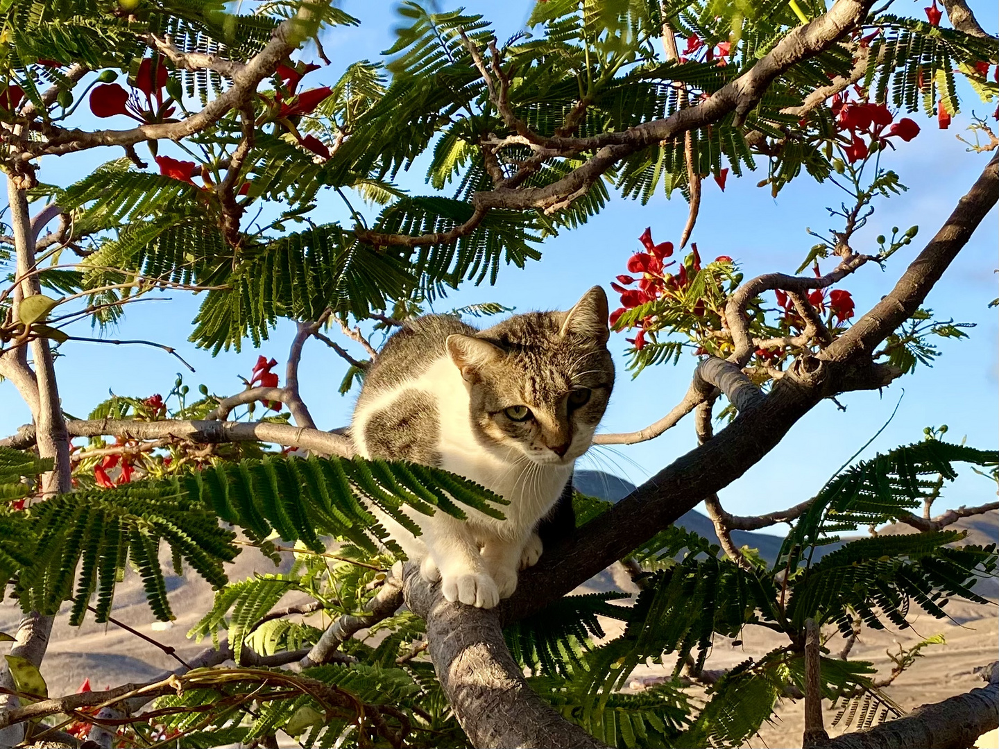 Arbre à chats 