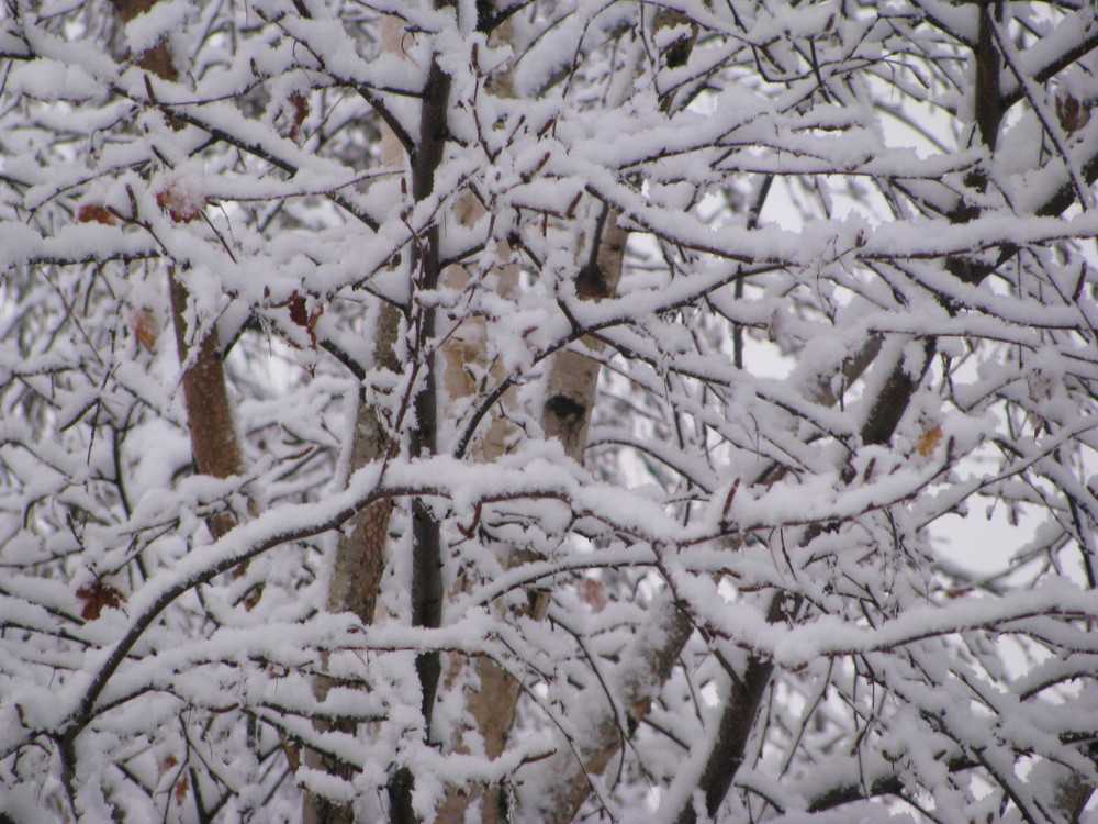 Arbre à coton