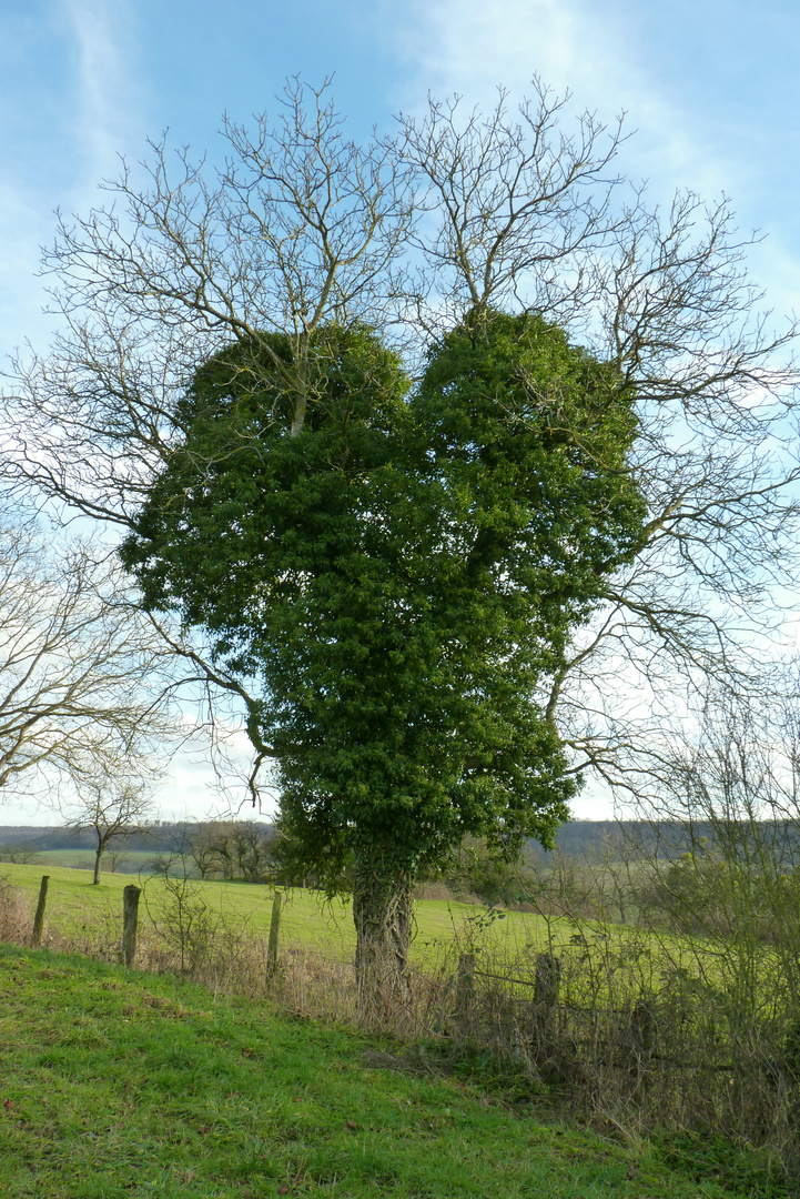 Arbre à cœur