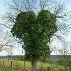 Arbre à cœur