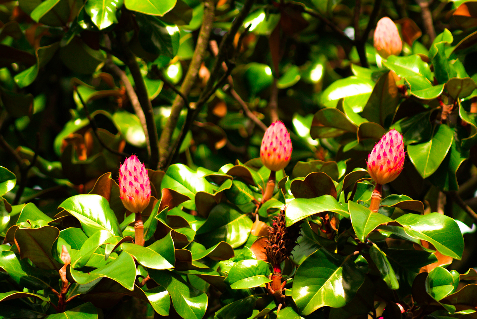 Arbre à fleur du parc